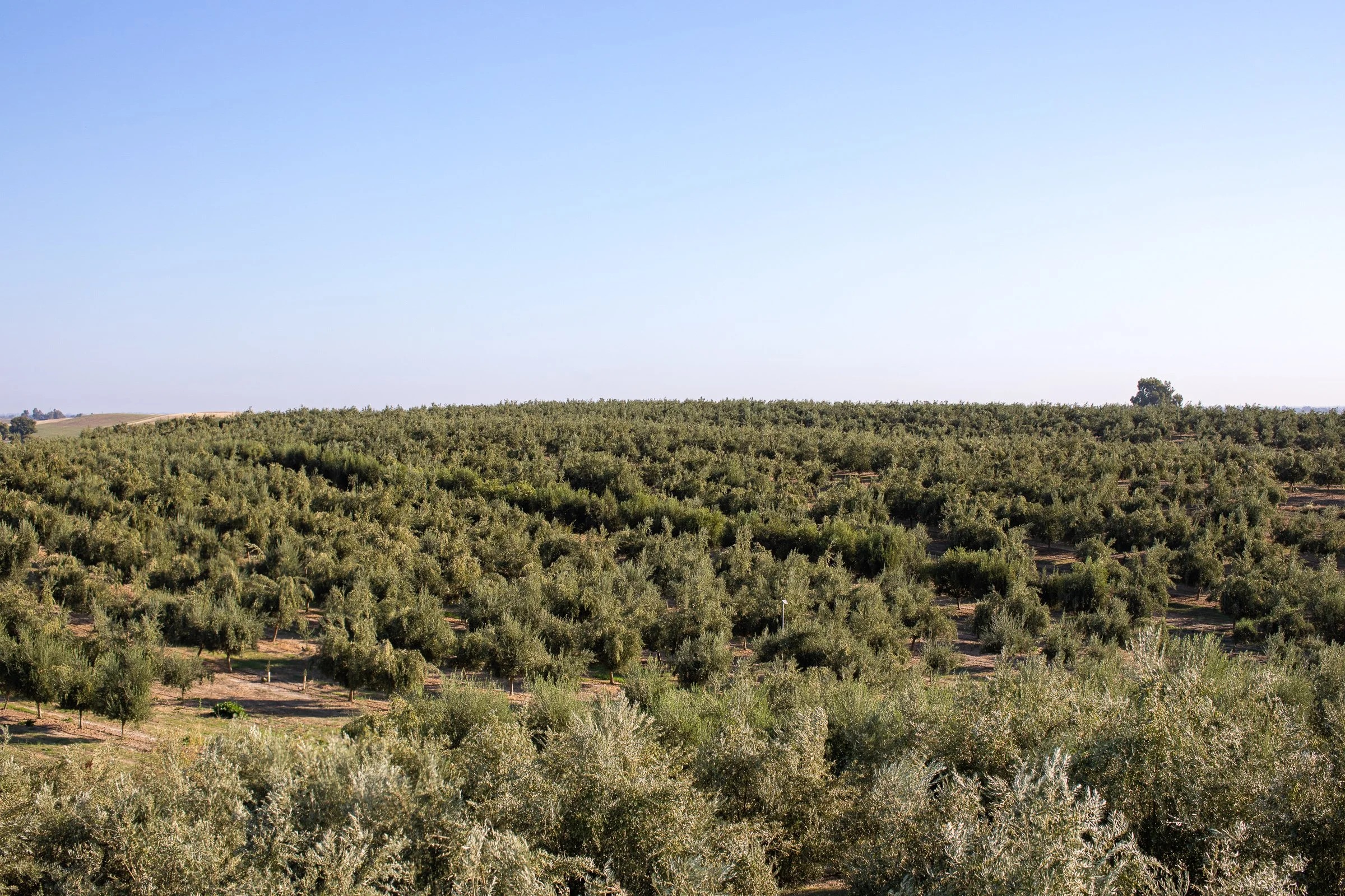 Olive grove on a hillside