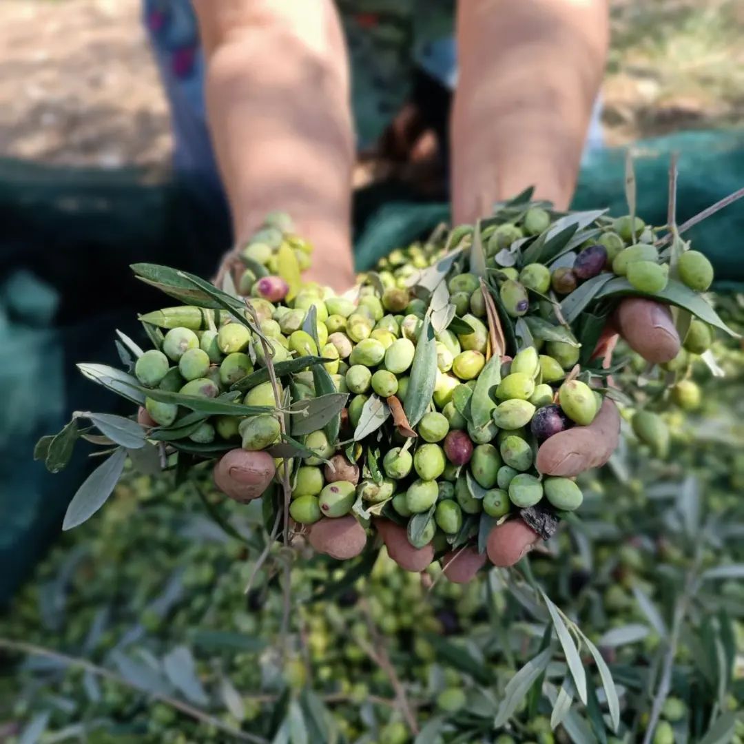 Hands holding freshly picked olives
