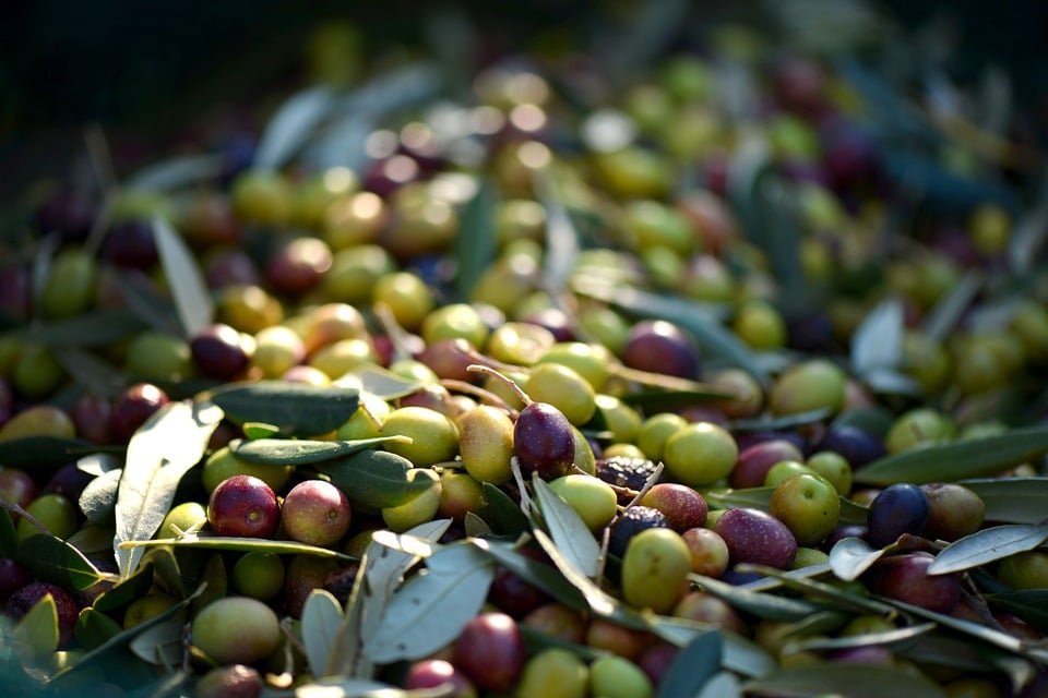 Freshly harvested olives with leaves