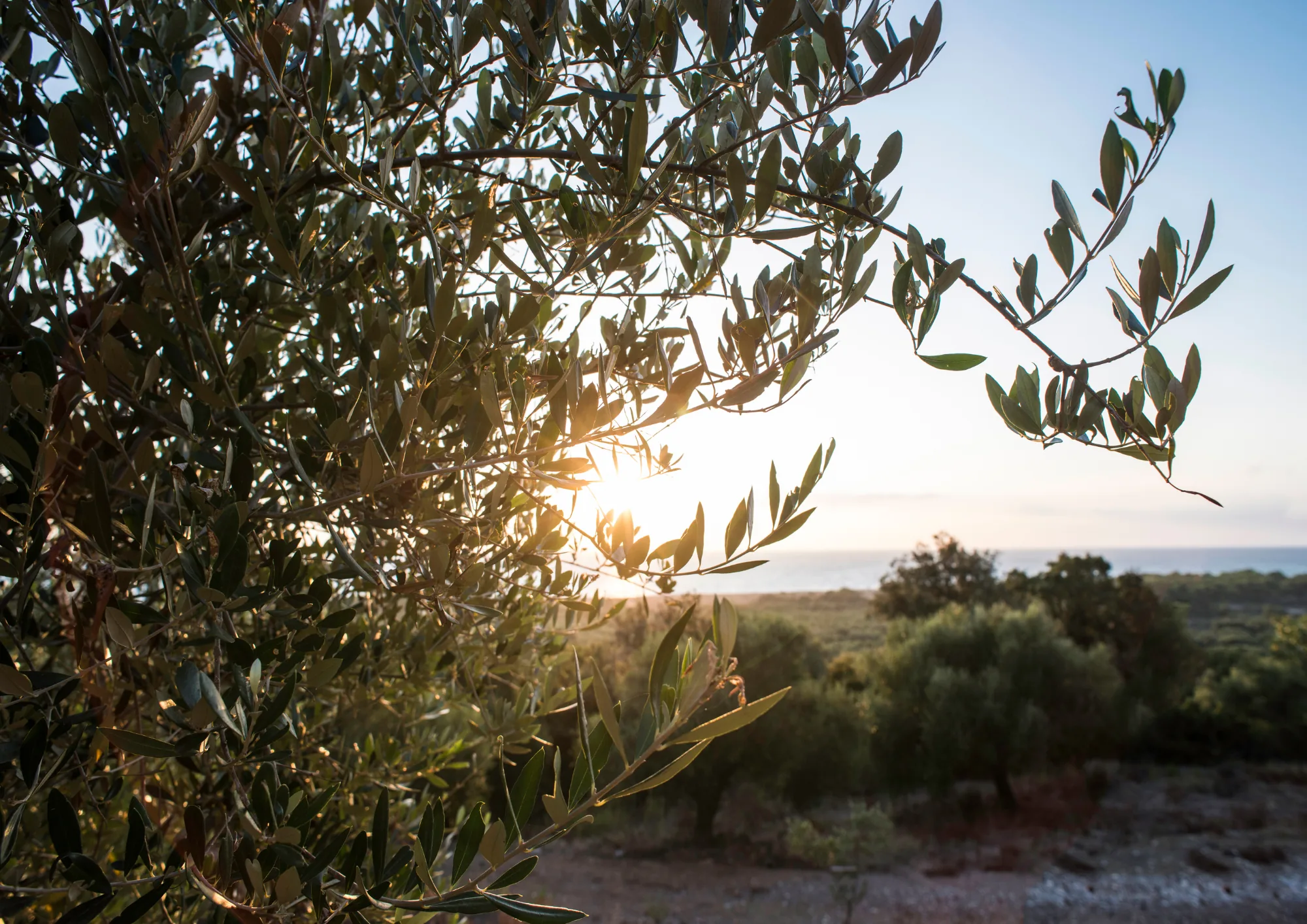 Olive grove at sunset in Petalidi, Greece